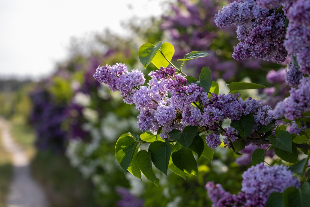 Fragrant Plant