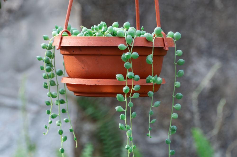 Hanging Basket Plant