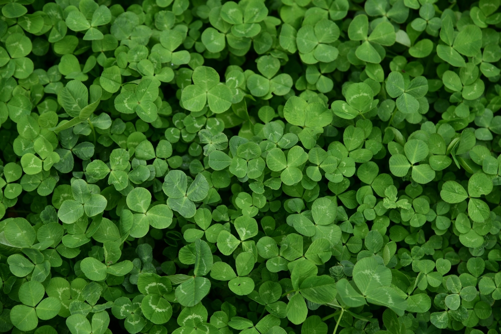 clover lawn