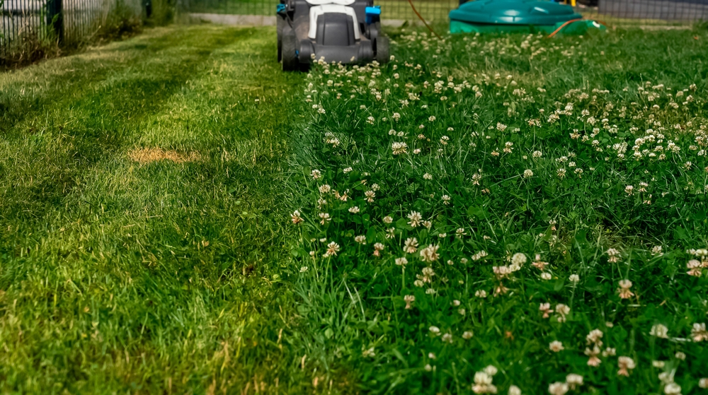 clover lawn