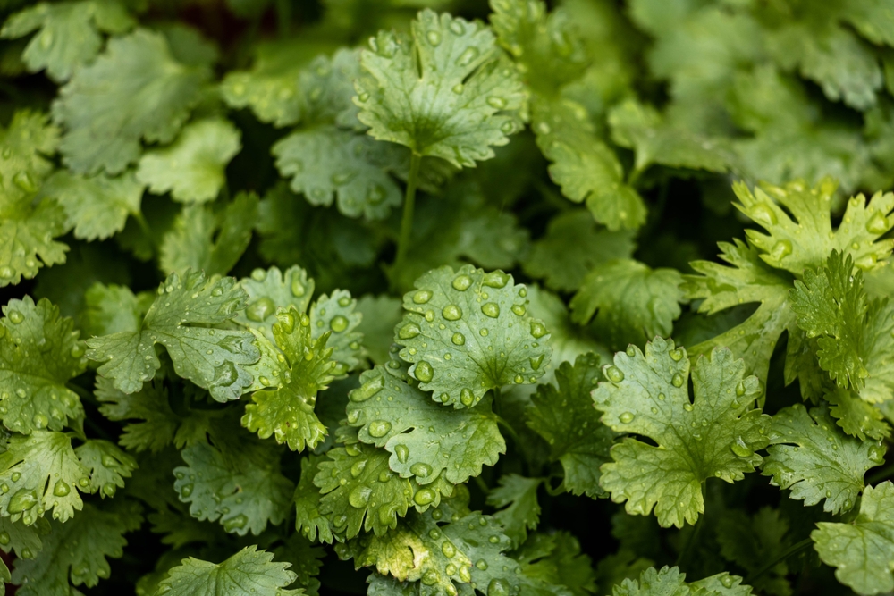 easiest herbs to grow