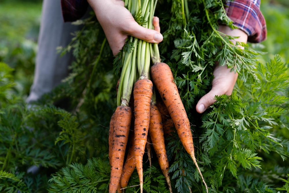 easy-to-grow root vegetables