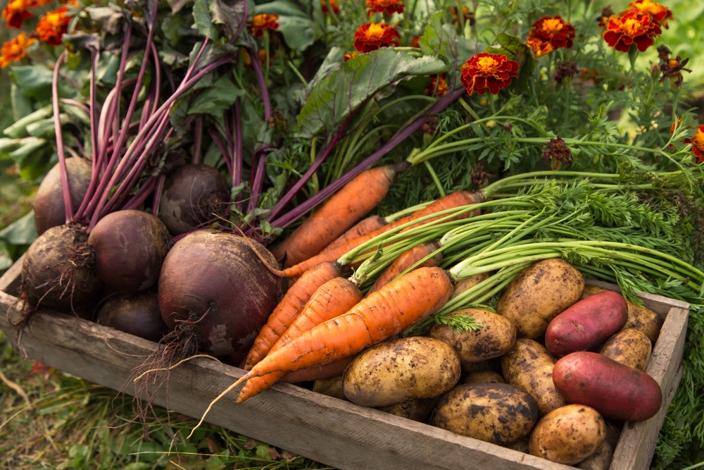 easy-to-grow root vegetables food