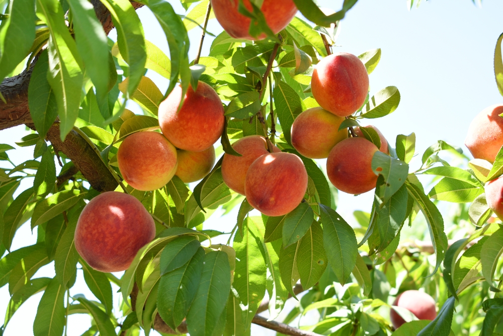 fruit trees 