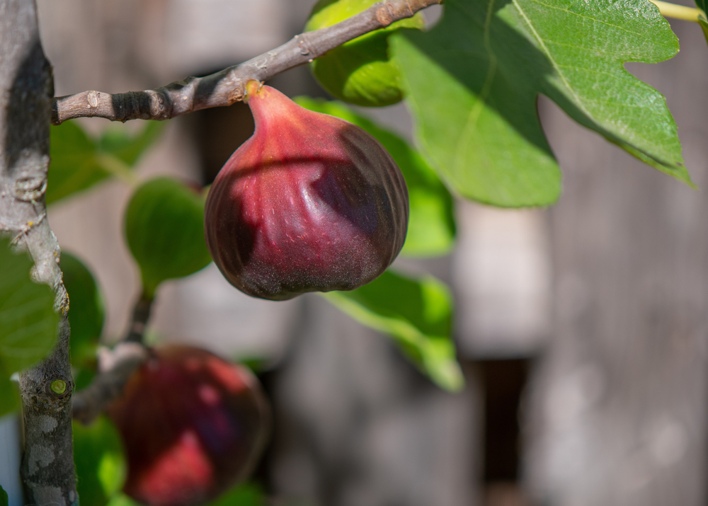 fruit trees