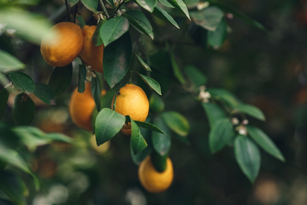 fruit trees