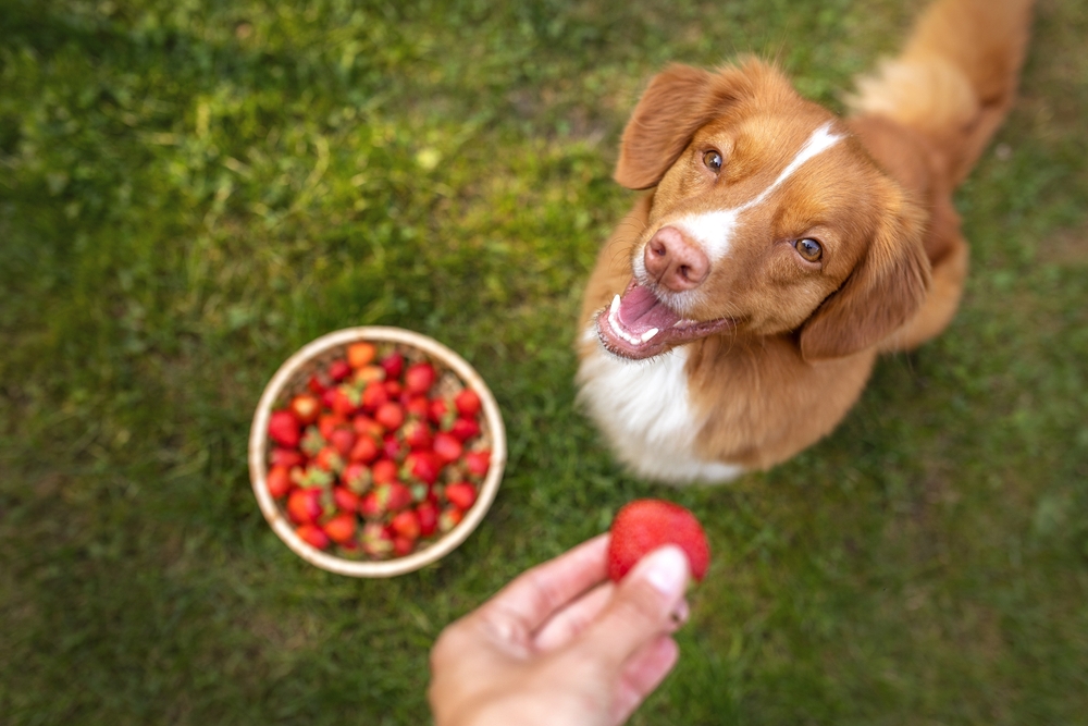 Garden Plants That Can Feed Your Pet