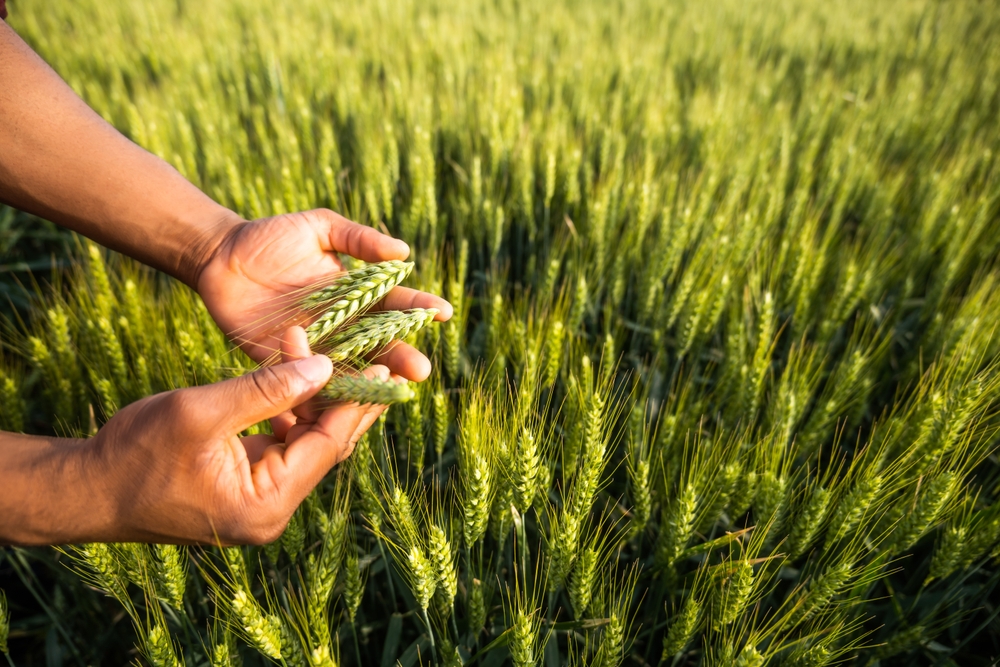 growing wheat in your garden