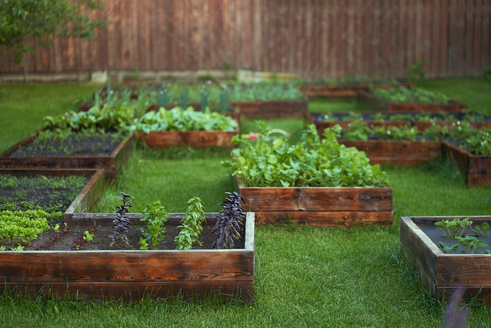 growing wheat in your garden