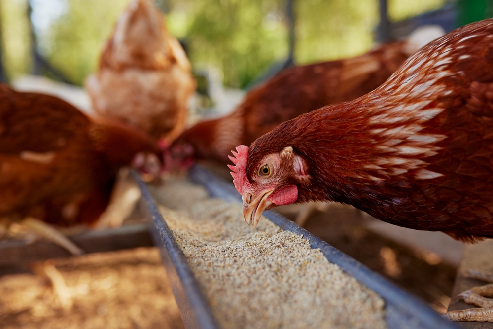 growing wheat in your garden