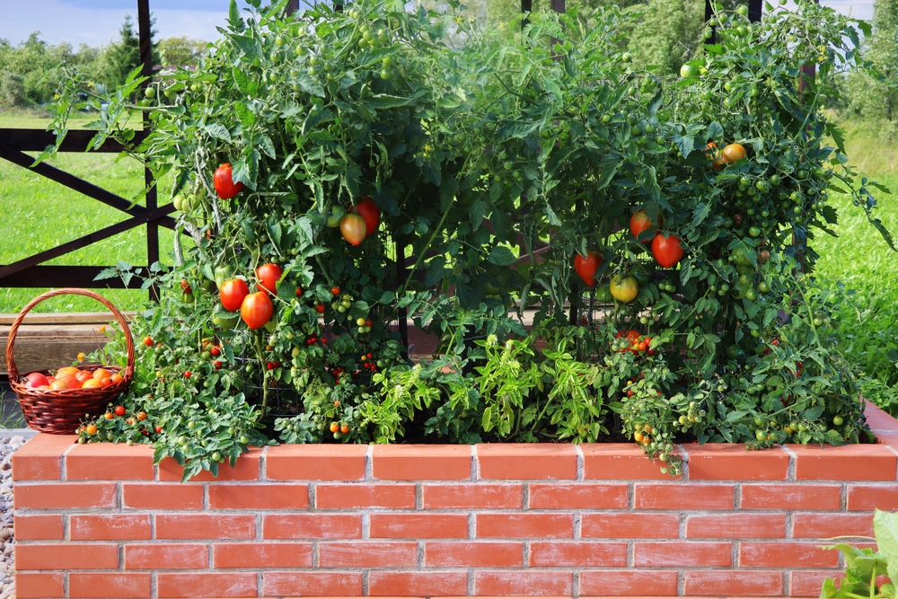 raised bed gardening