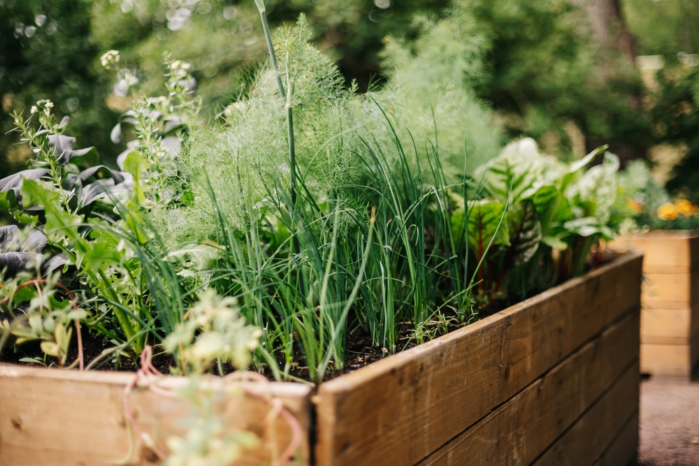 raised bed gardening