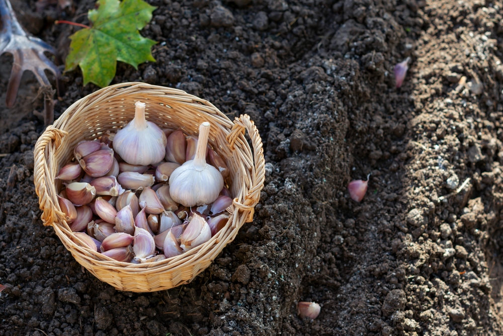 grow your own garlic