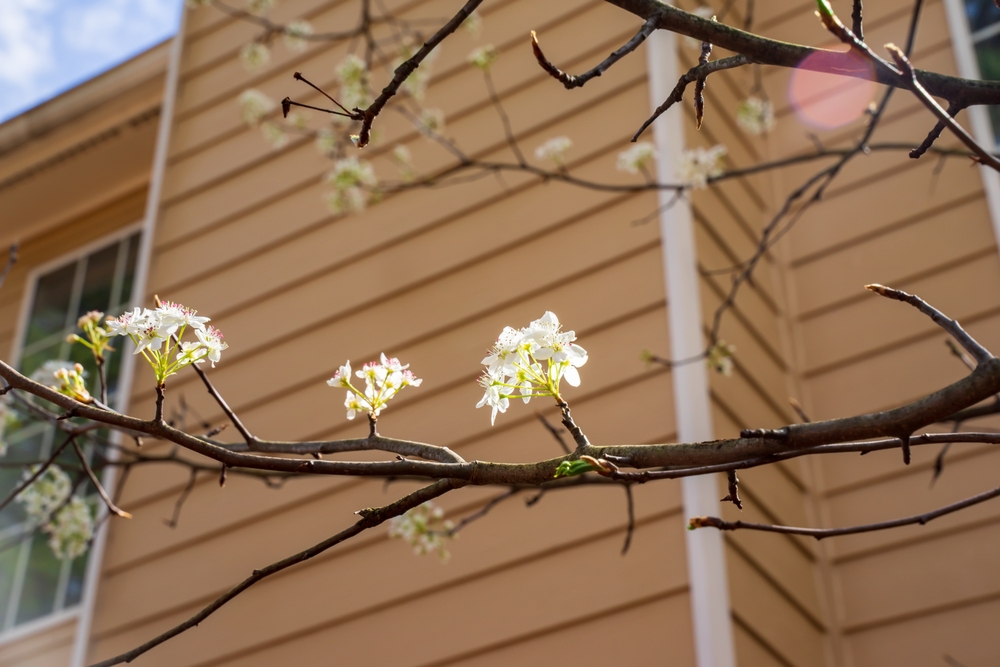 plants will annoy your neighbors