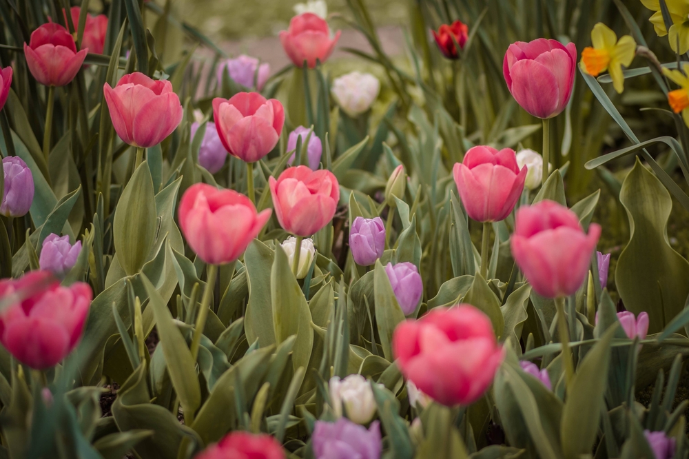 grow tulips in the South