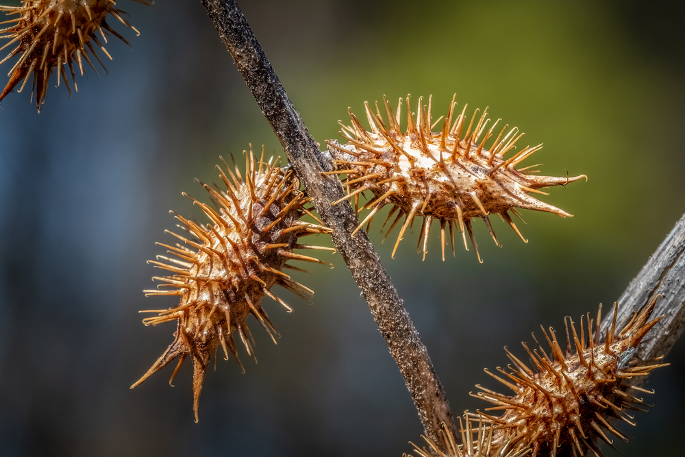 plants will annoy your neighbors