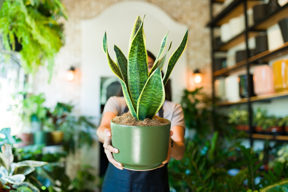 feng shui plant, houseplants celebrities love