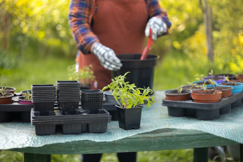 Vinegar is great for your garden