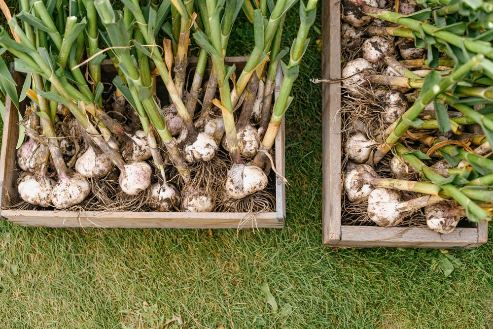 grow your own garlic