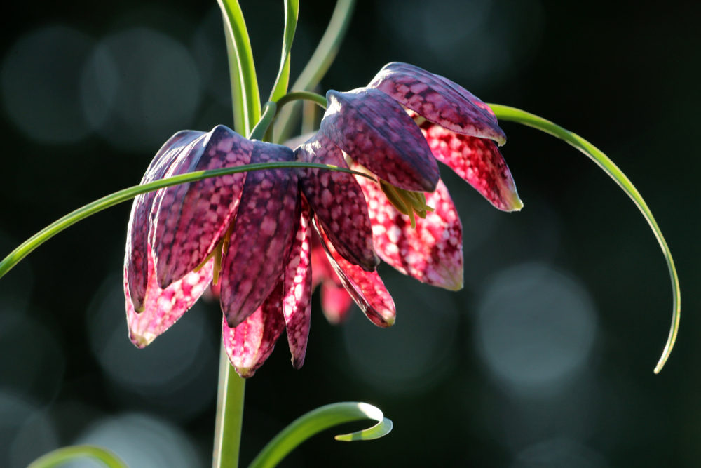 flower bulbs you can only plant in the fall 