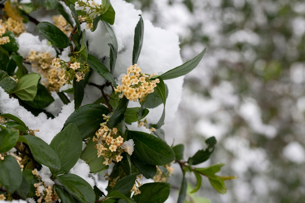 garden can look magical this winter