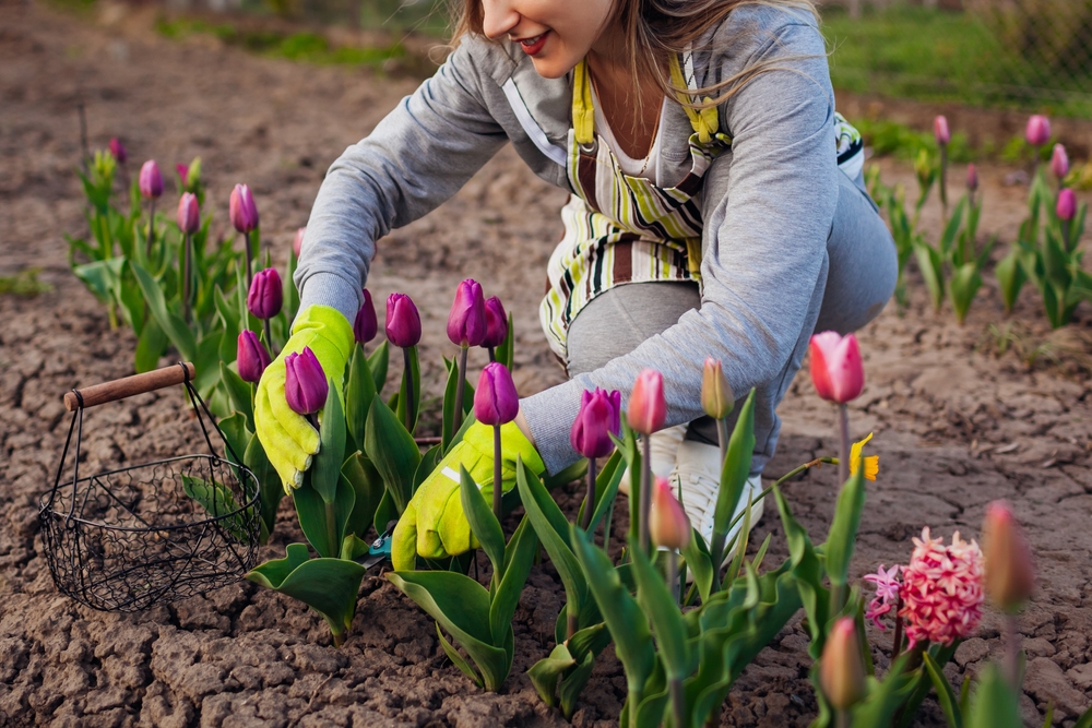 grow tulips in the South