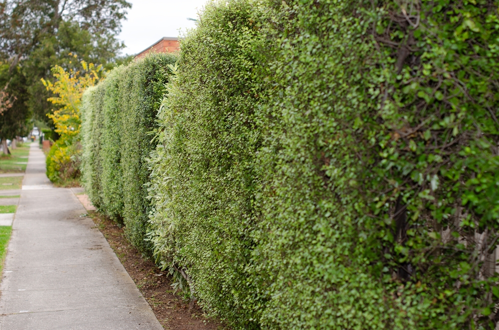 hedge