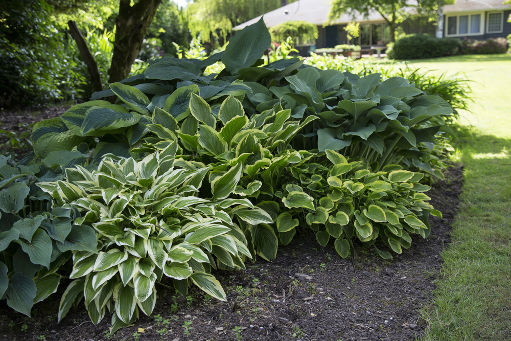 Shrubs, Shade