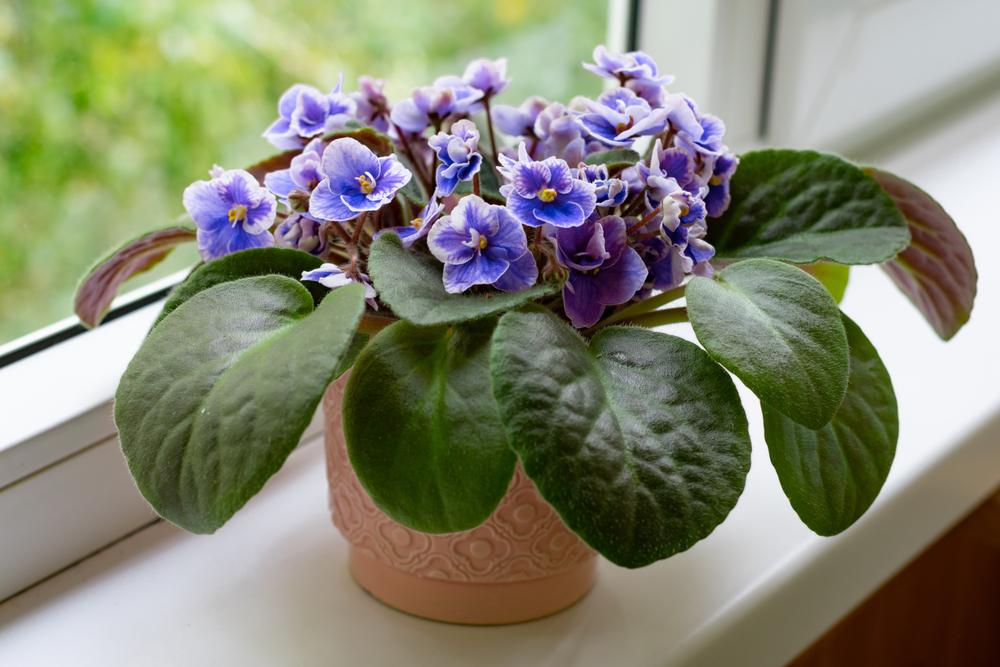 Allergy-Causing Houseplant