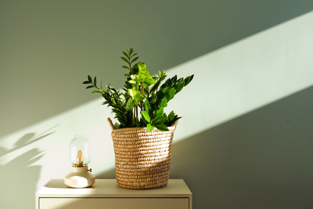 Humidity Loving Plant