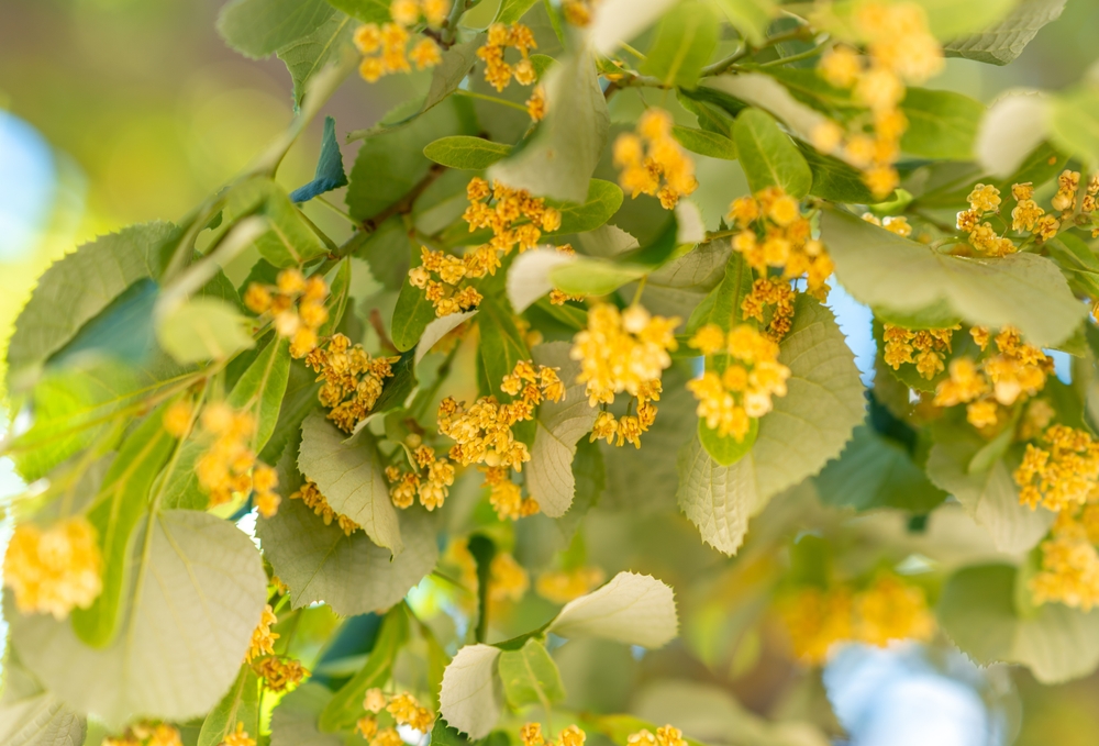 low-maintenance trees