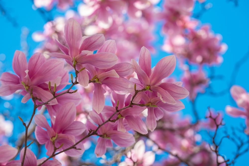 low-maintenance trees