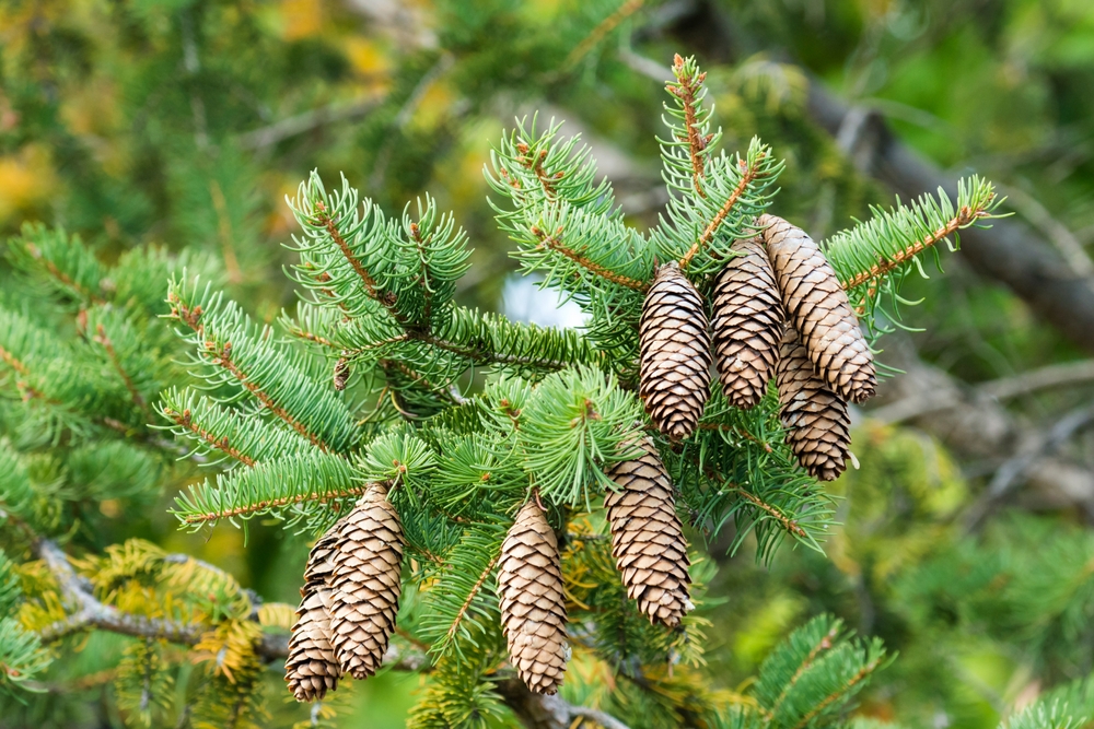 low-maintenance trees