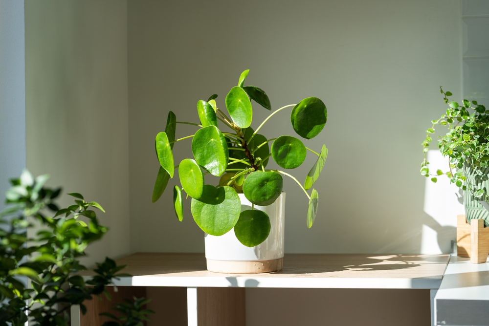 chinese money plant