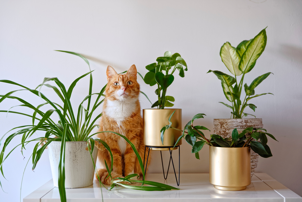 pet friendly plants