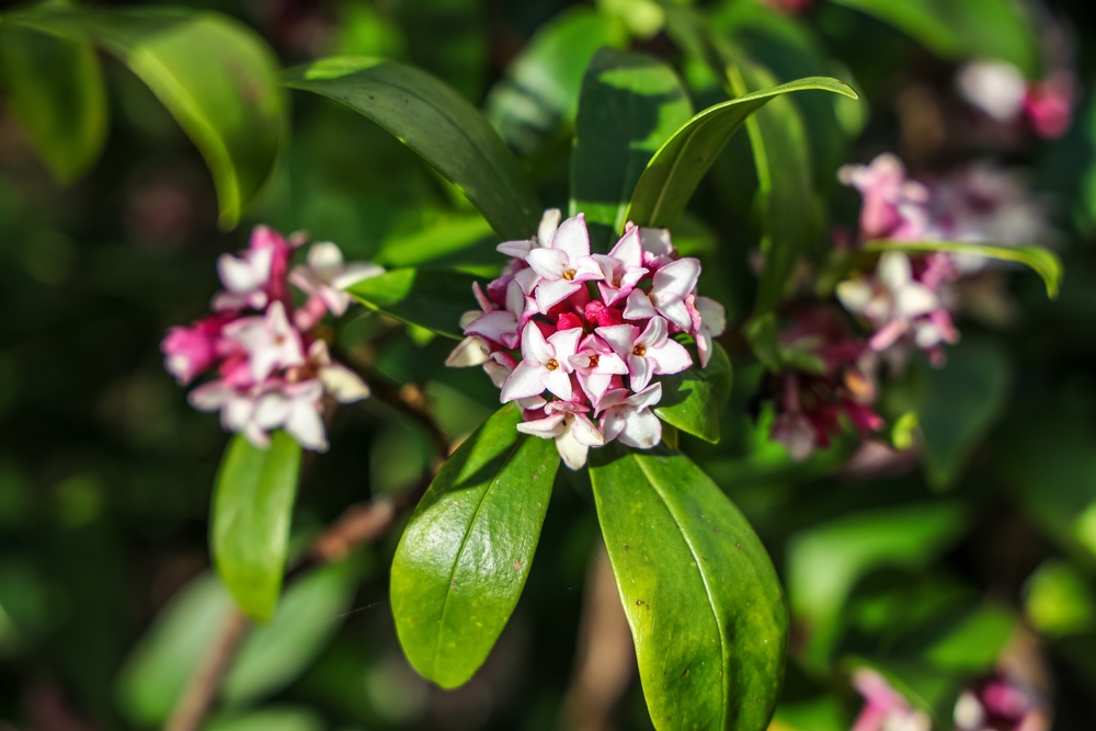 Shrubs that love shade!