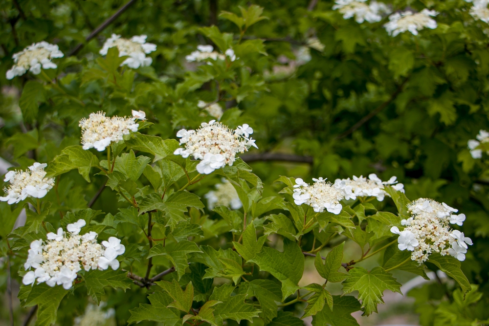 Shrubs that love shade!