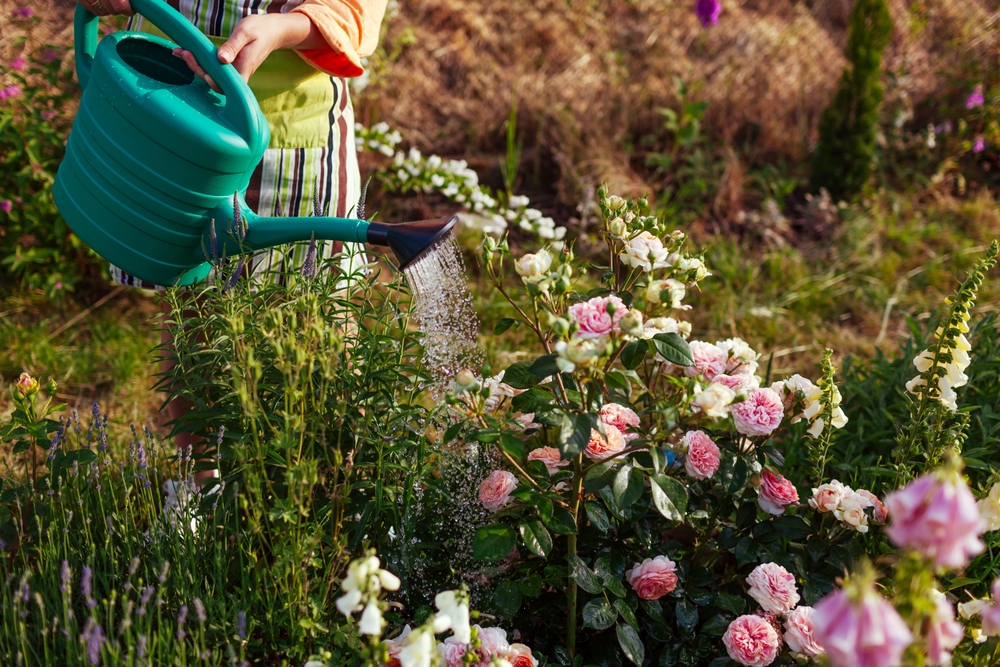 Shrubs that love shade! 