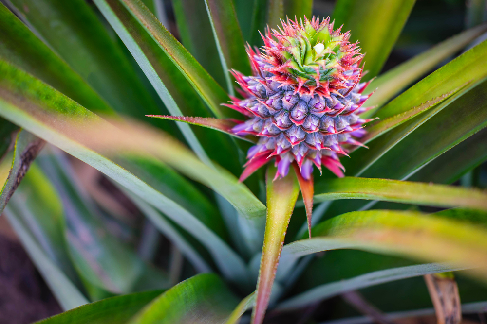 tropical plant