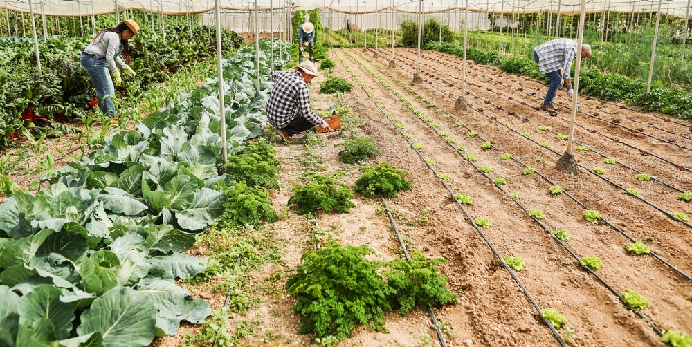 community garden