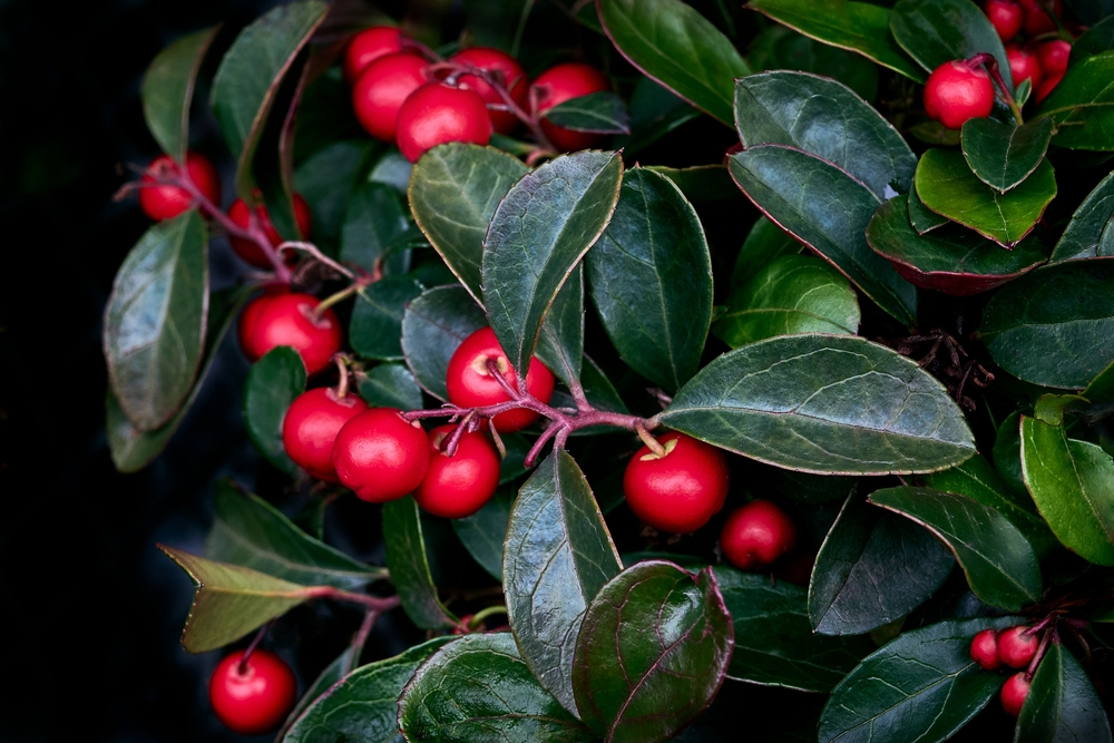 edible ground covers