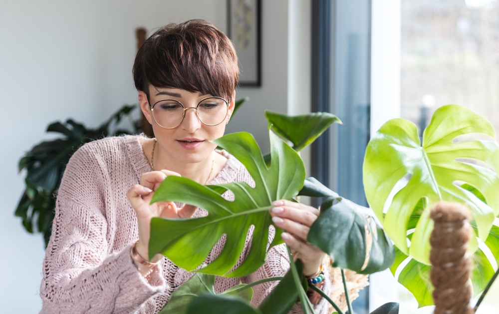 acclimating houseplants after summer