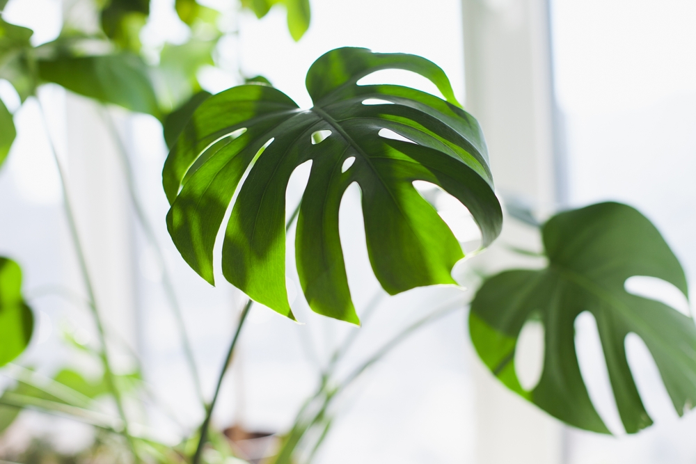 houseplants celebrities love