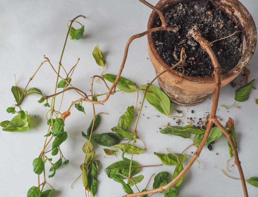 overwatering your plants