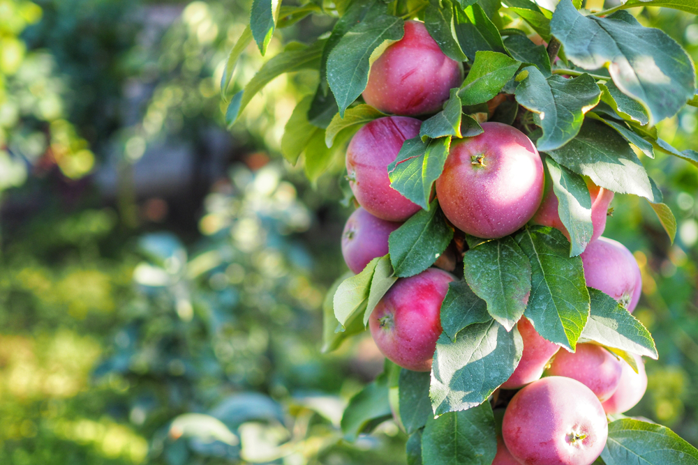 fastest-growing fruit trees