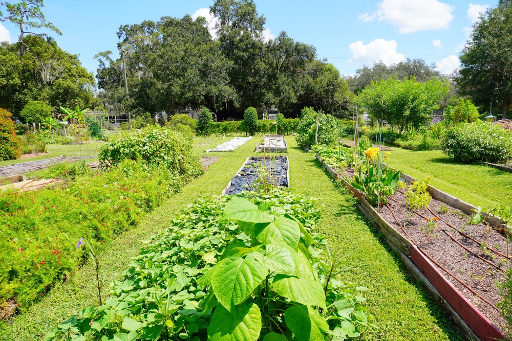 community garden