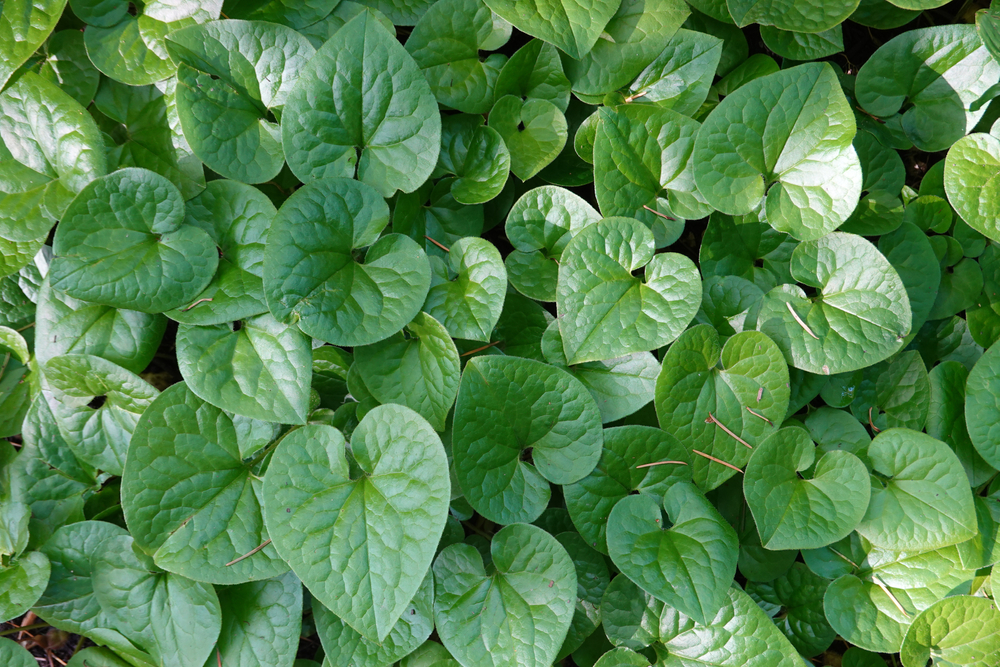 edible ground cover