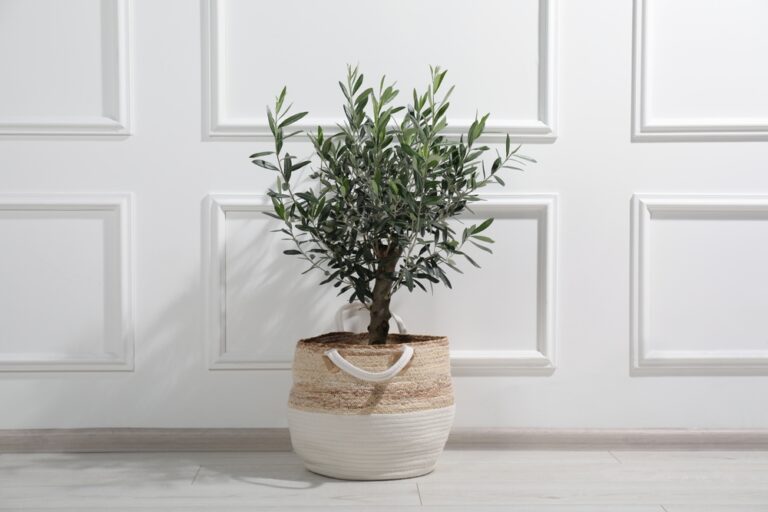 Luxurious Indoor Plant