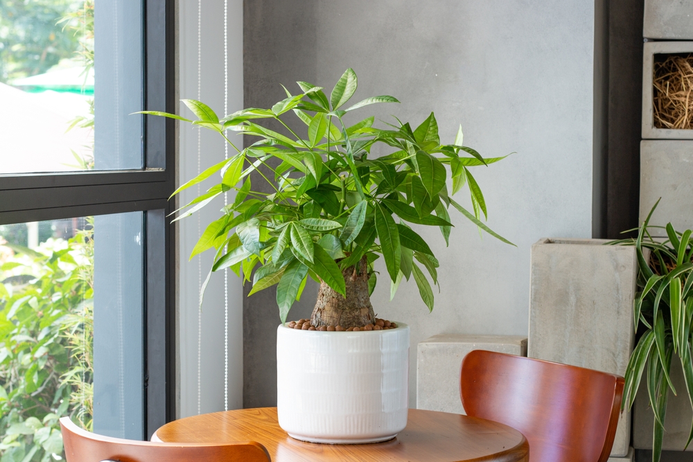 Luxurious Indoor Plant