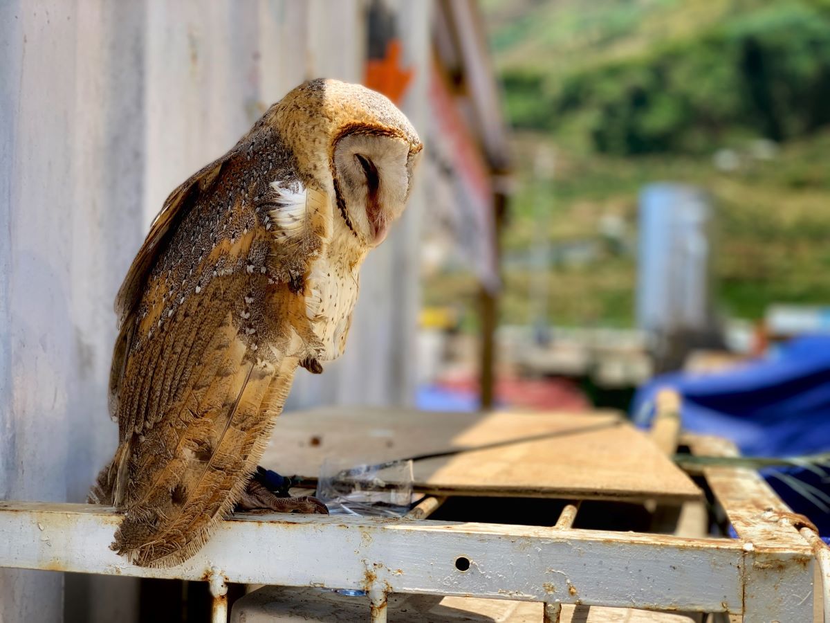 barn-owl-animals-2